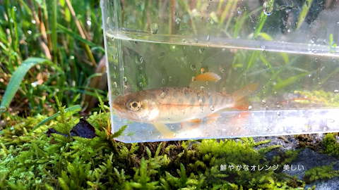 同じポイントで釣れたヤマメ