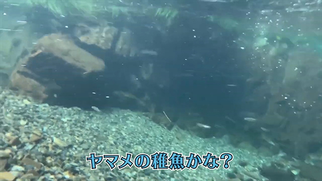 水中には稚魚らしき魚影