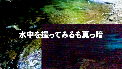 水中撮影するも真っ暗