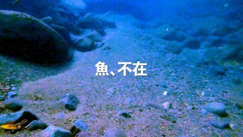 水中に魚がいない