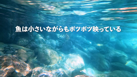 水中には少ないながらも魚が居る