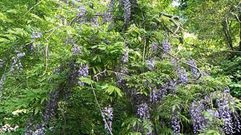 藤の花