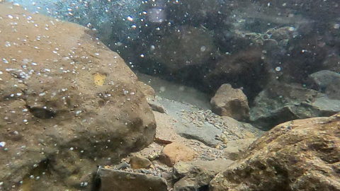 流木付きの落ち込みの水中