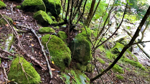 苔むした岩