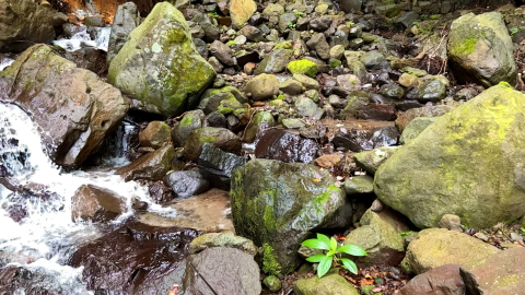 左岸側の支流